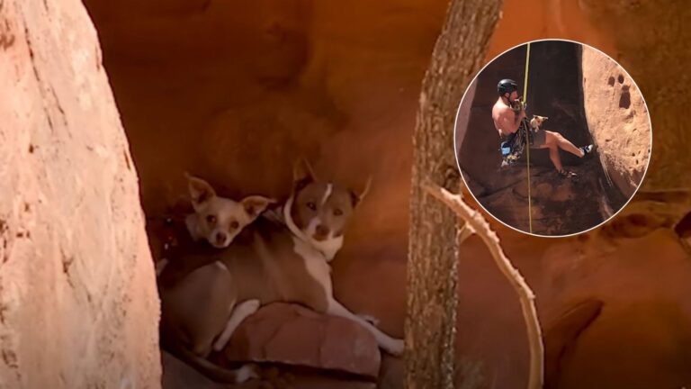 couple rescues two dogs