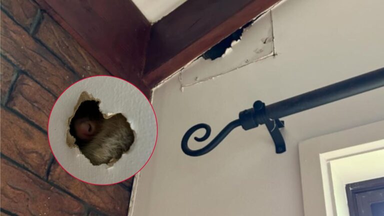 possums