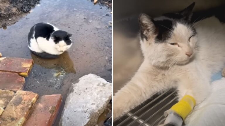 cat in a puddle