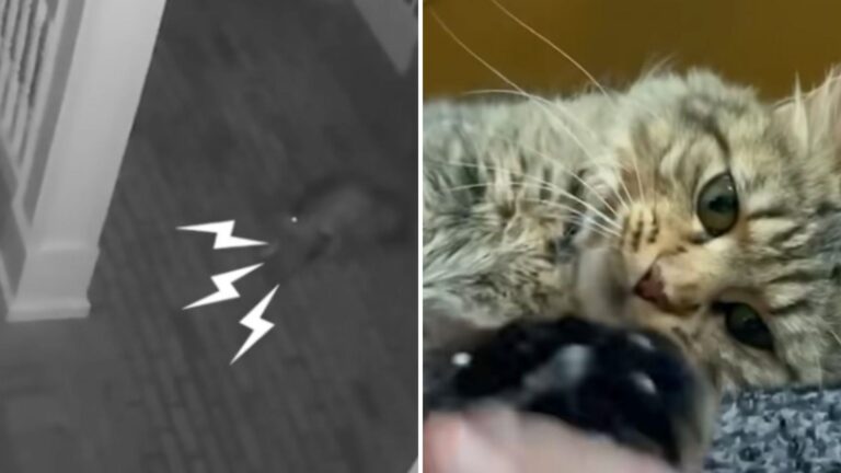 Coyotes Invaded A Family Yard In Colorado And One Kitten’s Reaction Shocked Everyone