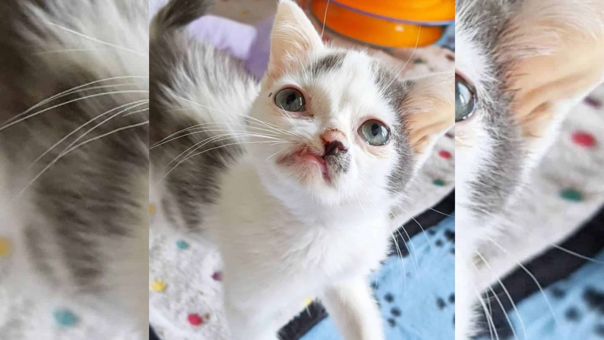 Crooked-Faced California Cat Overcomes Health Struggles And Finds Love