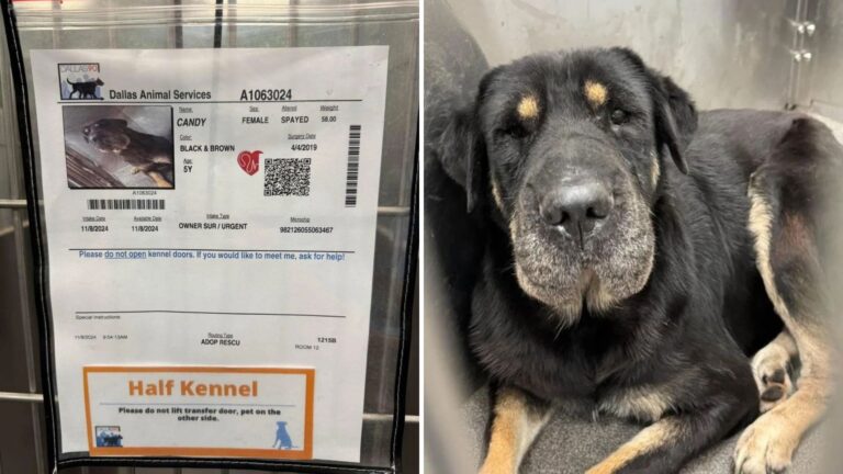woman saves her dogs sister from euthanasia