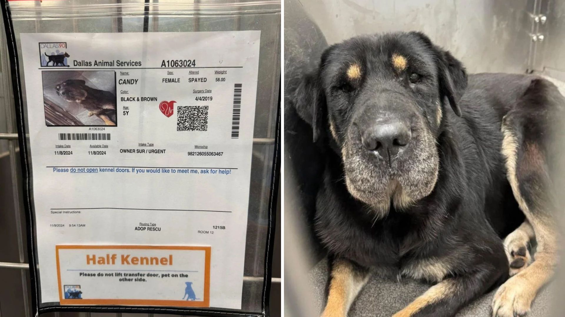 woman saves her dogs sister from euthanasia