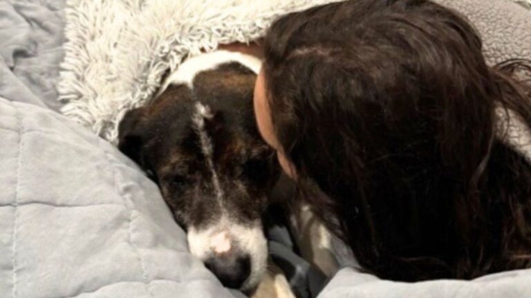 deaf senior dog