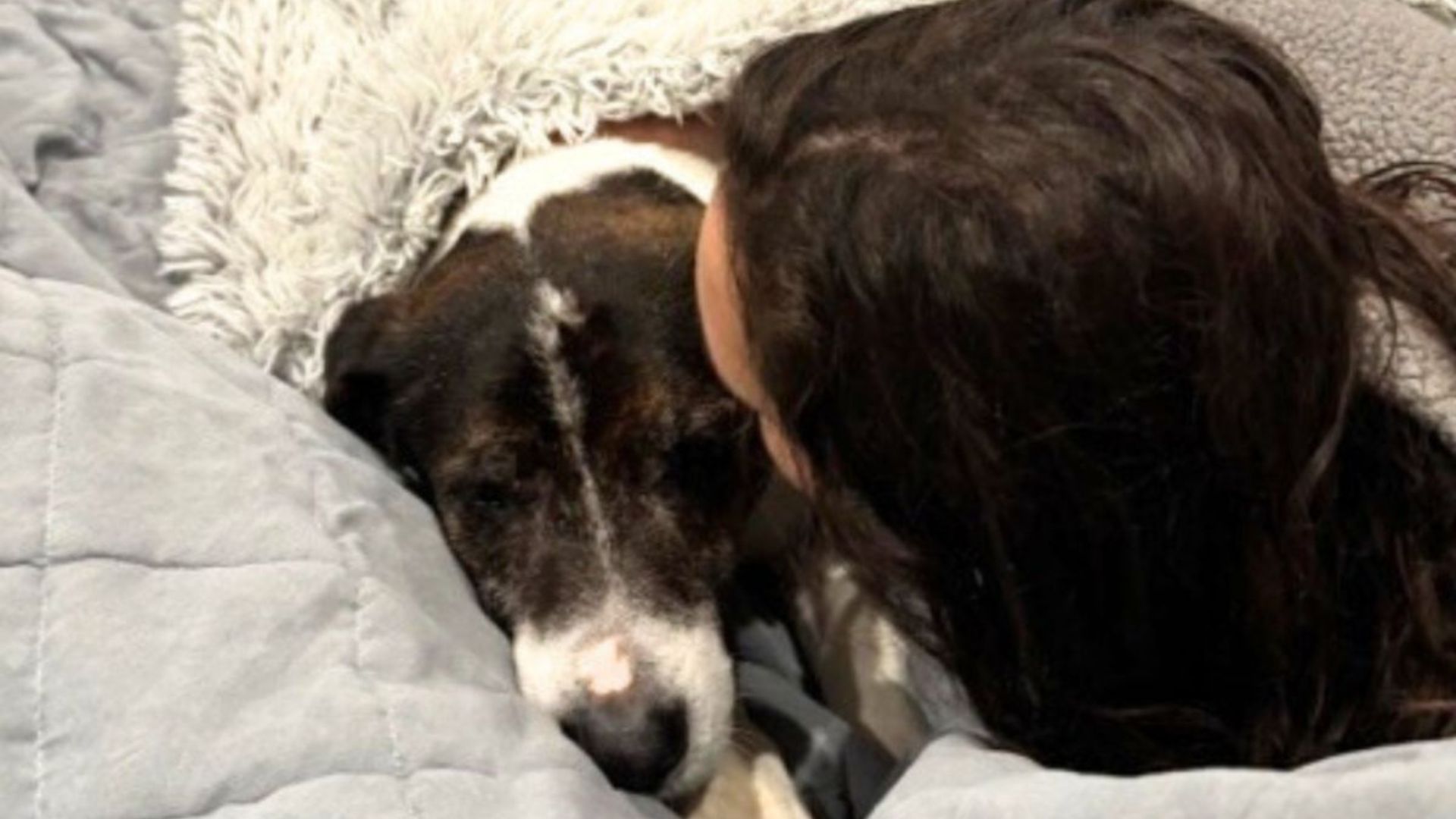 deaf senior dog