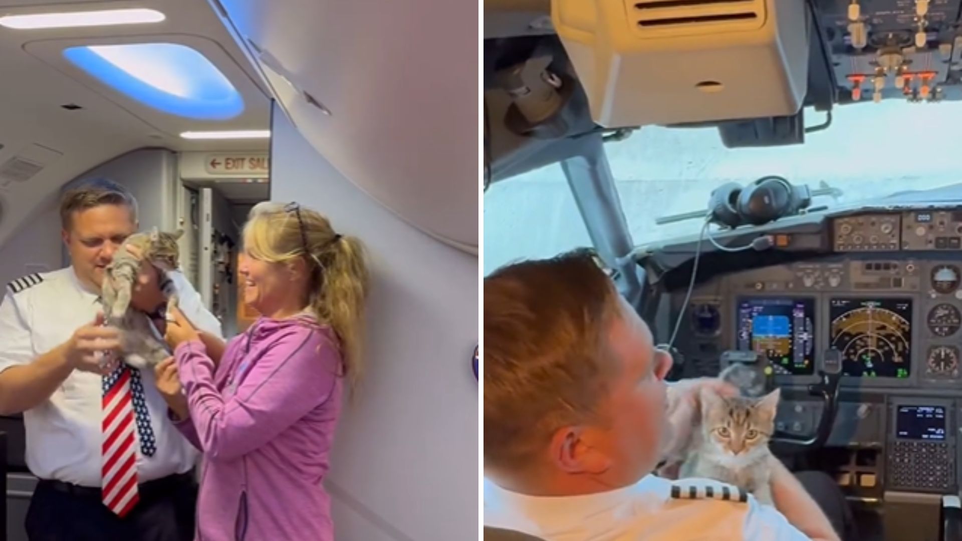 kitten on a plane