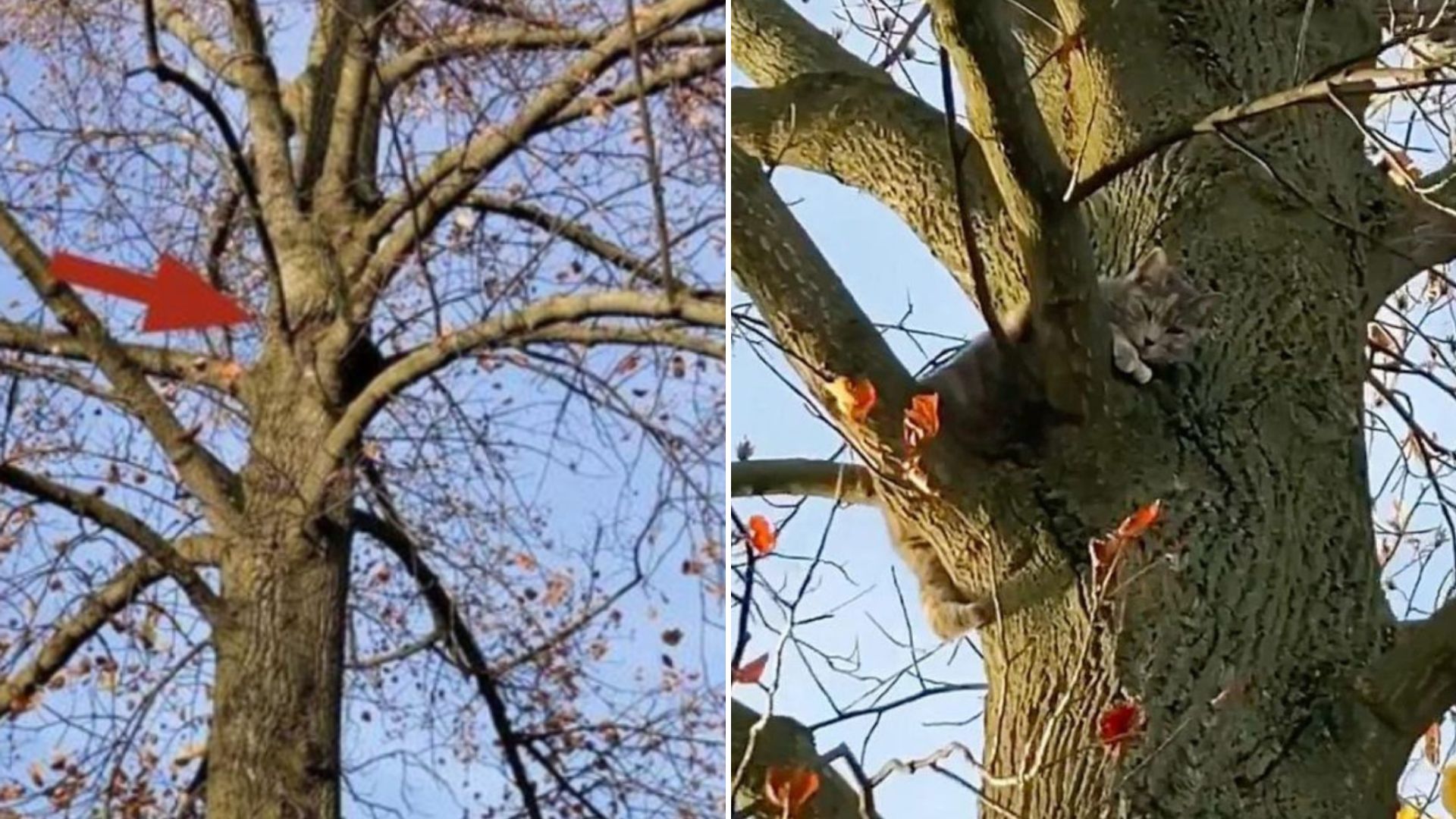 cat stuck in a tree
