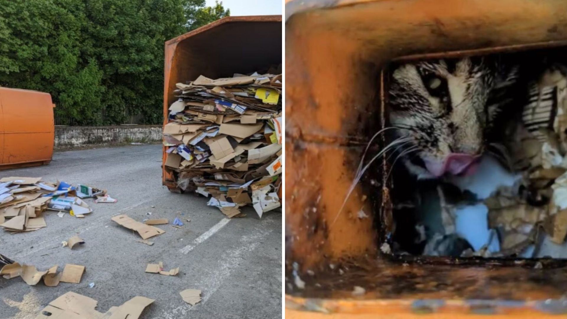 cat in compresso