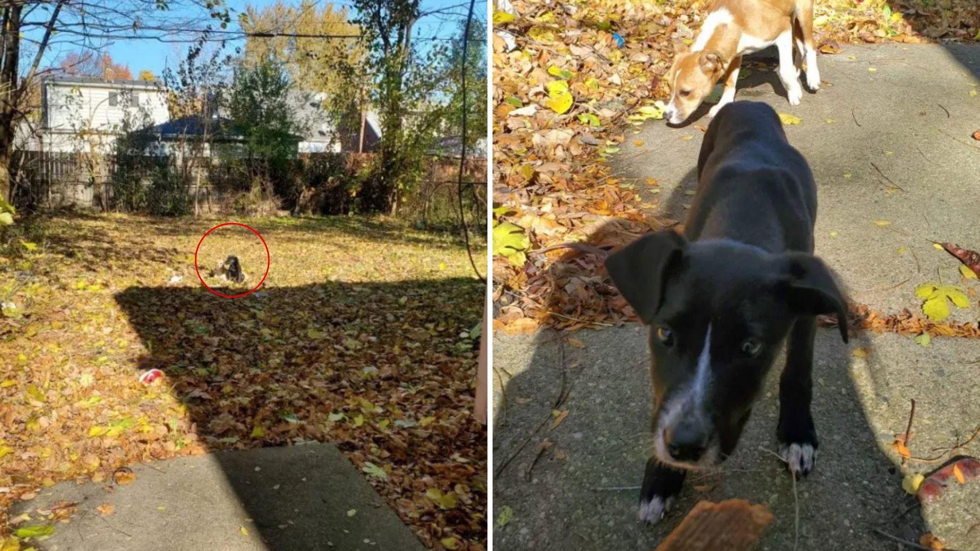 two abandoned dogs