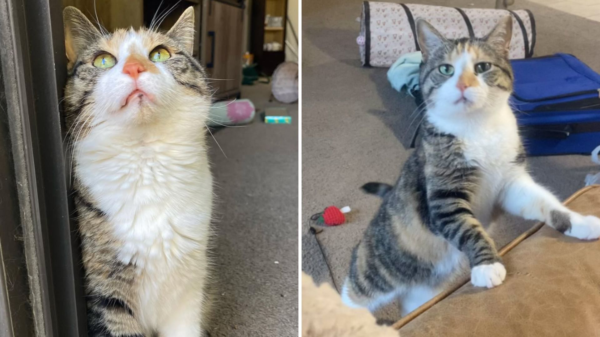 Disabled Kansas Cat Longs For Just One Thing That Will Touch You Deeply