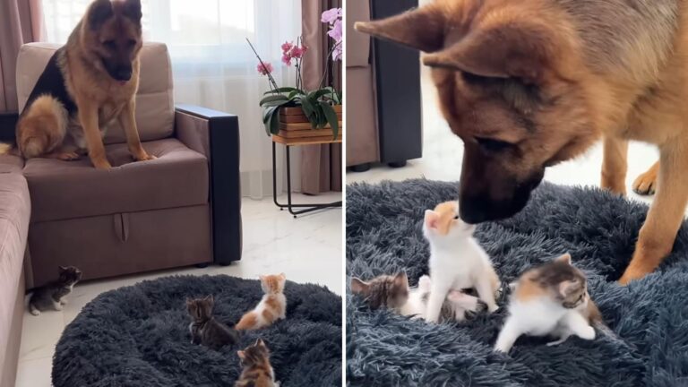 Dog Can’t Believe His Eyes When Kittens Tiny Kittens Take Over His Bed