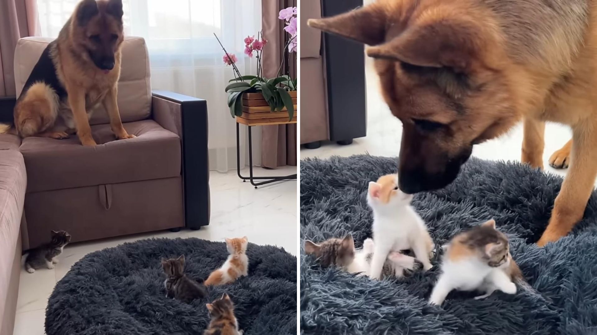 Dog Can’t Believe His Eyes When Kittens Tiny Kittens Take Over His Bed