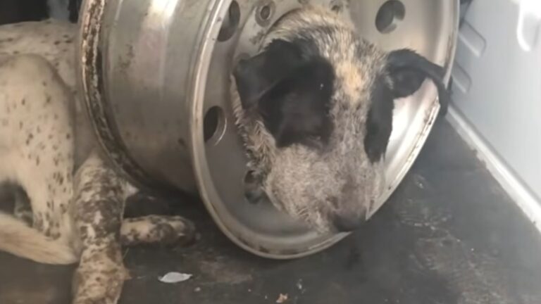 dog stuck in tire rim