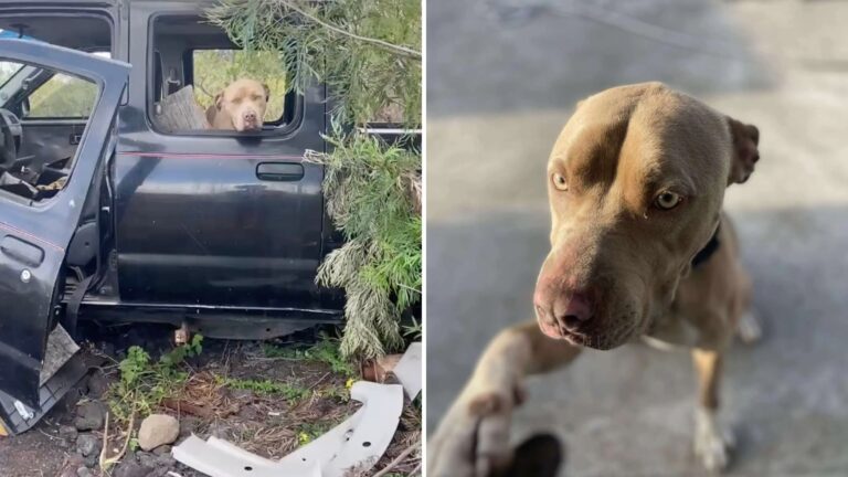 dog hiding in a truck
