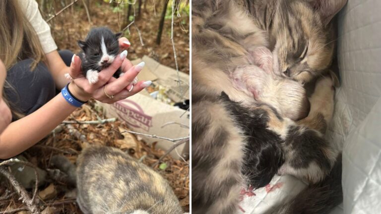 abandoned cat
