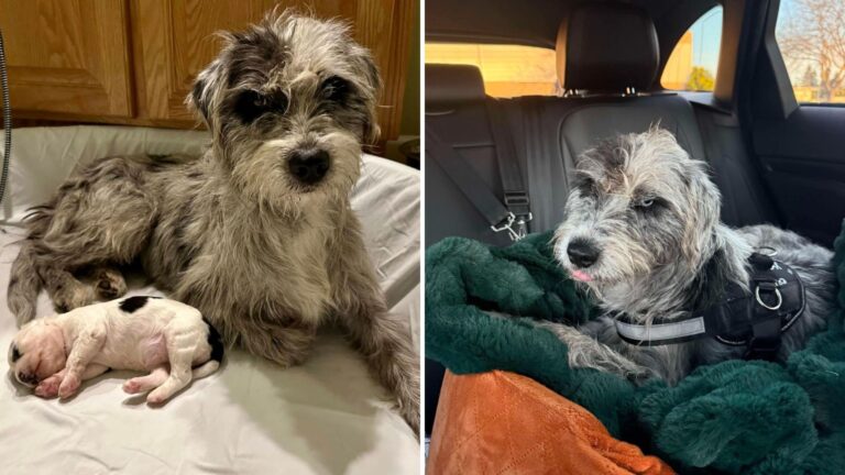 Dog Lying In California Ditch Surprises Couple With What She Guards