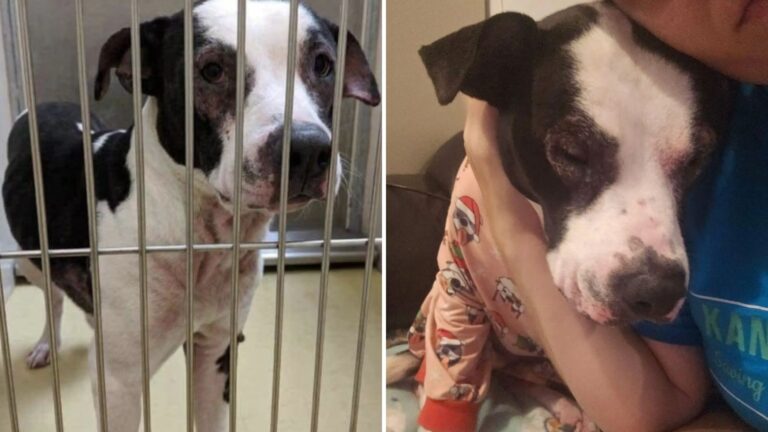 dog at shelter