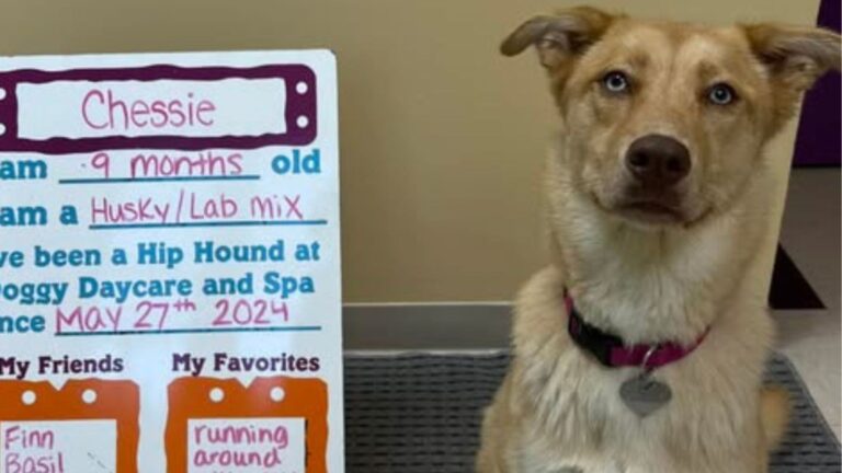 pups reaction to daycare