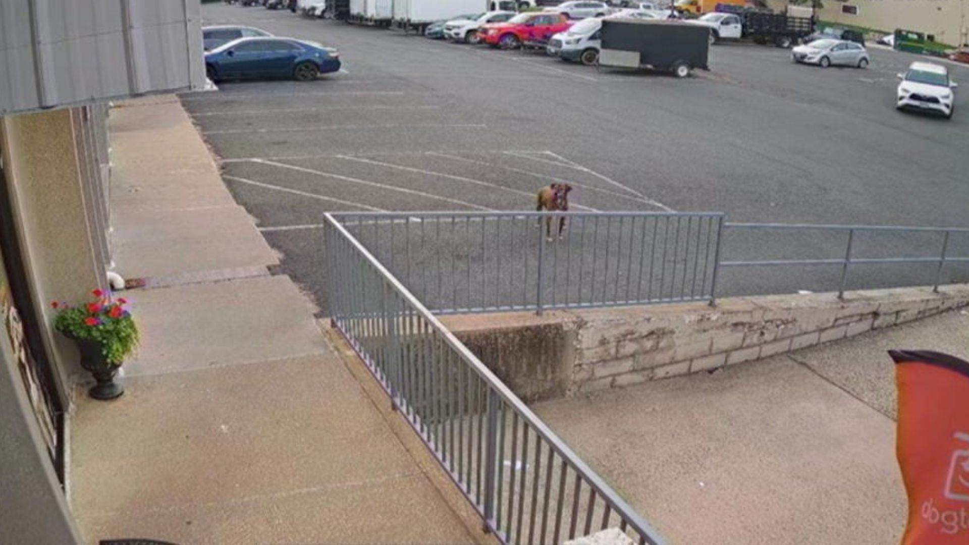 alone dog