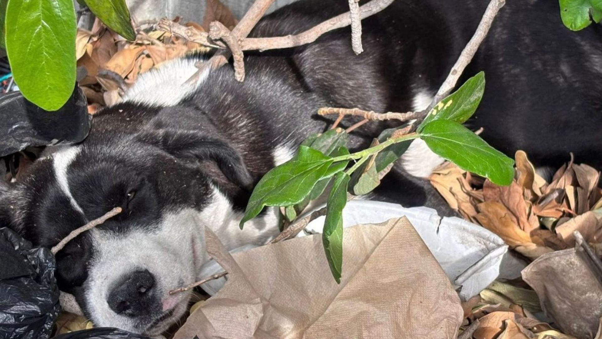 dog sleeping on dirt pile