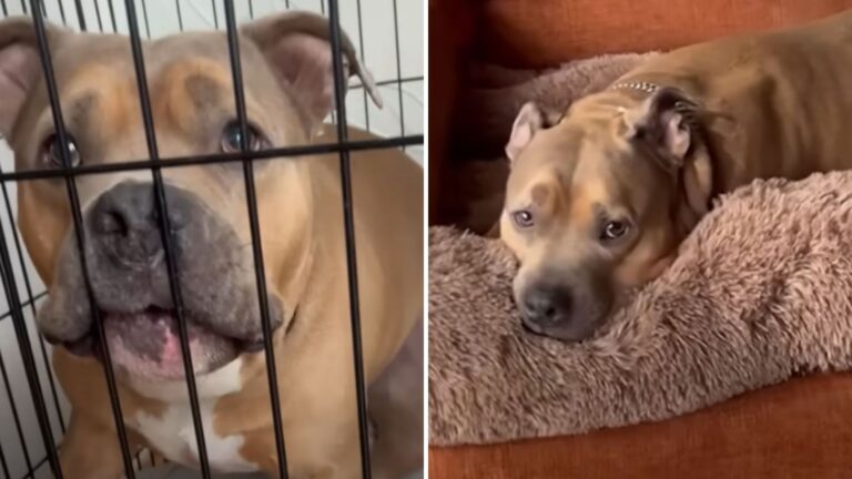 shelter dog