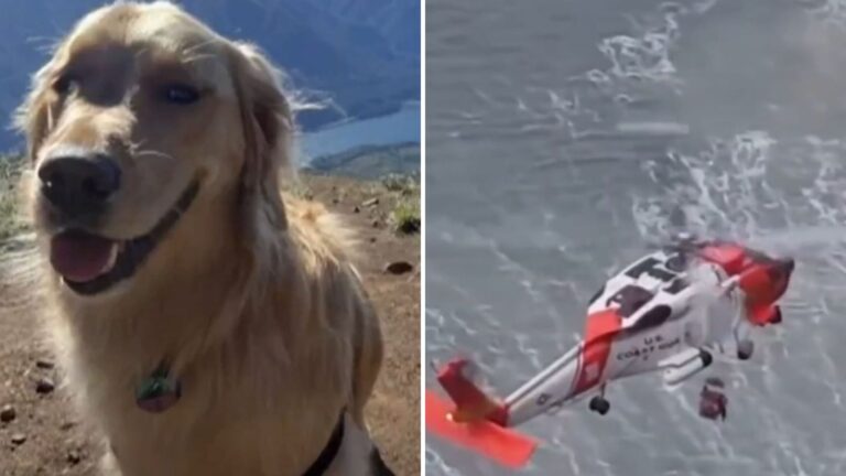 Dog Tumbles 300 Feet Toward Ocean While Oregon Family Watches In Shock
