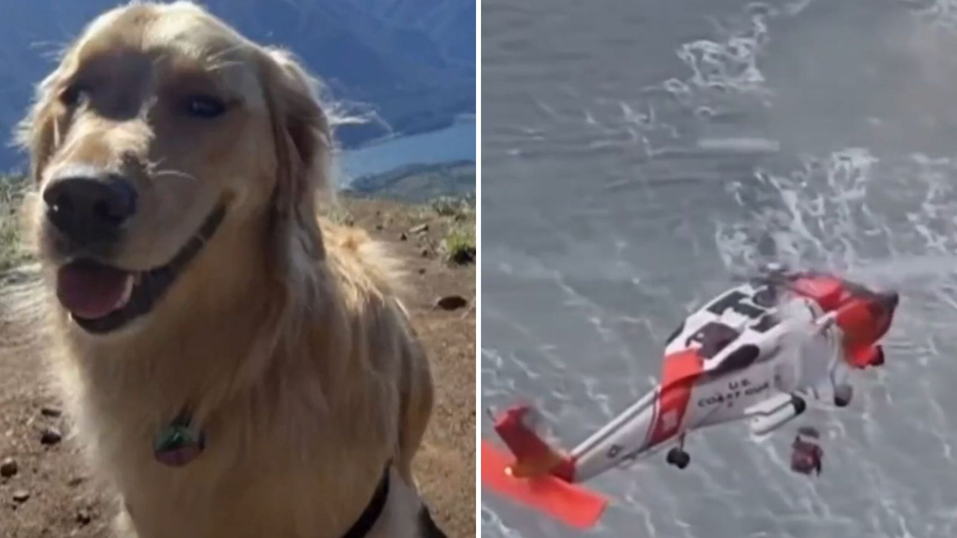 Dog Tumbles 300 Feet Toward Ocean While Oregon Family Watches In Shock