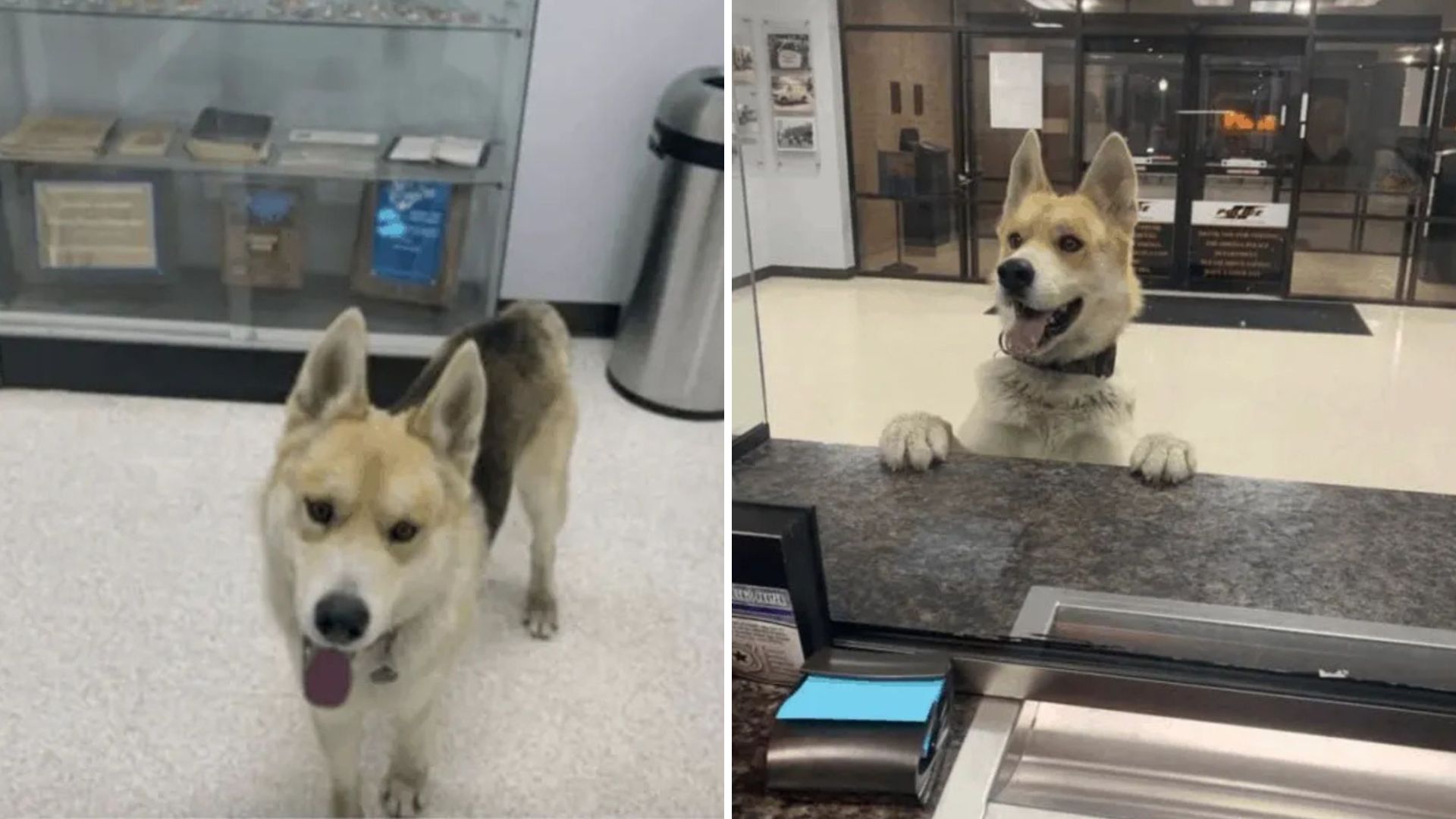 dog in police station