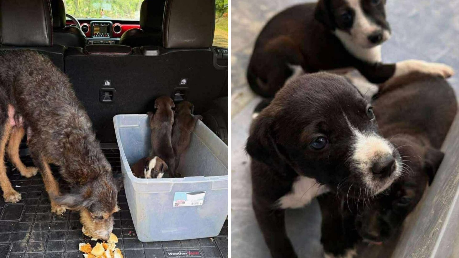 Dog With Puppies Found On Mississippi Road Walks Into Rescuer’s Car And Collapses