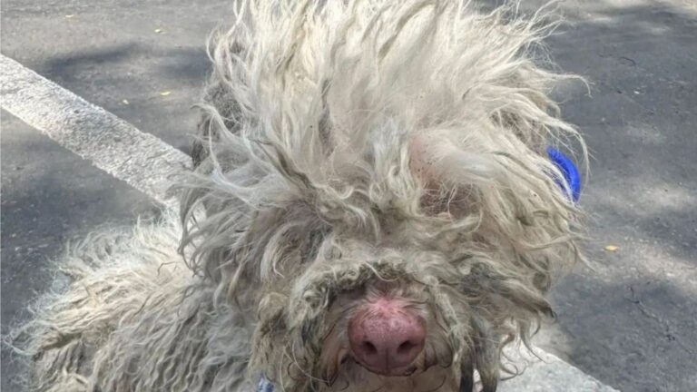 matted pup