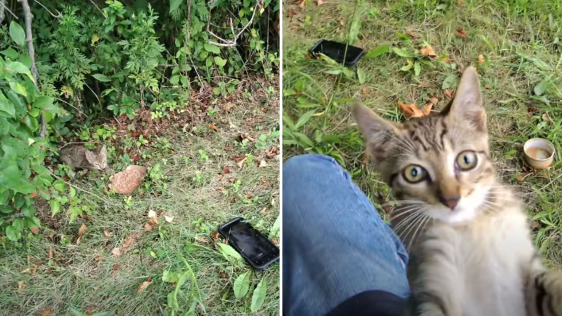 rescued kitten