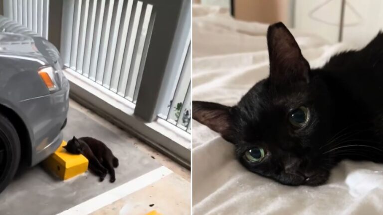 senior cat