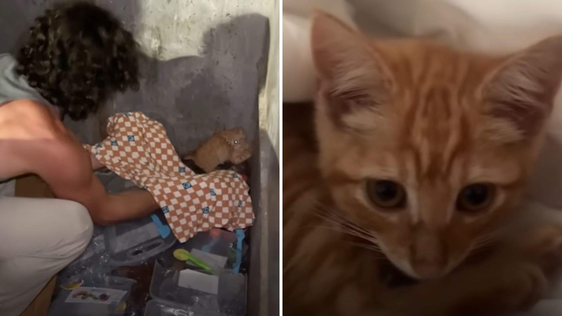 cat found in a dumpster