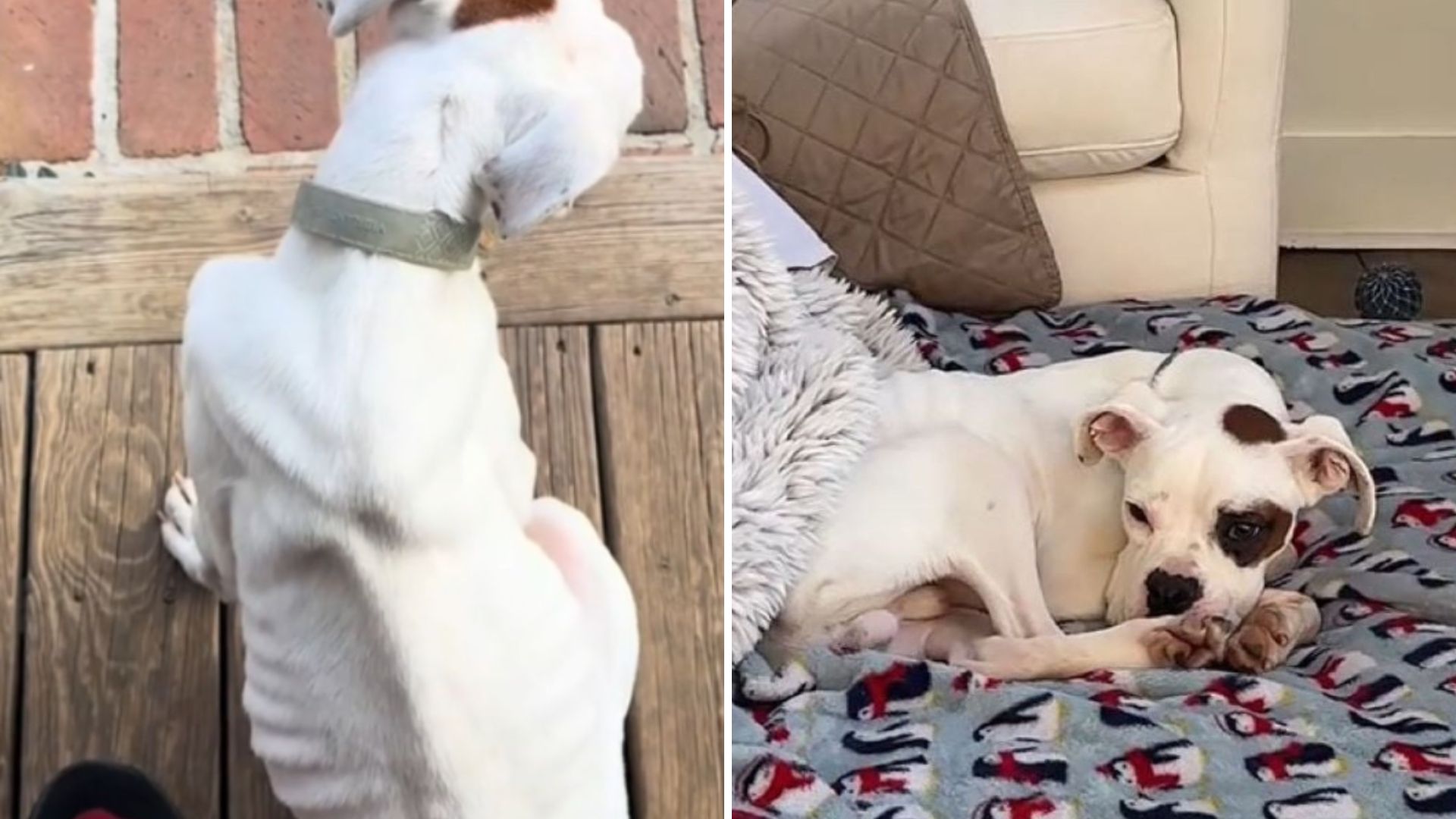 emaciated dog