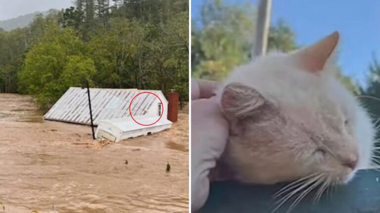 cat floating away on the roof