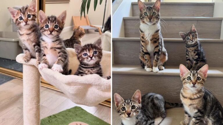 family adopts four cats