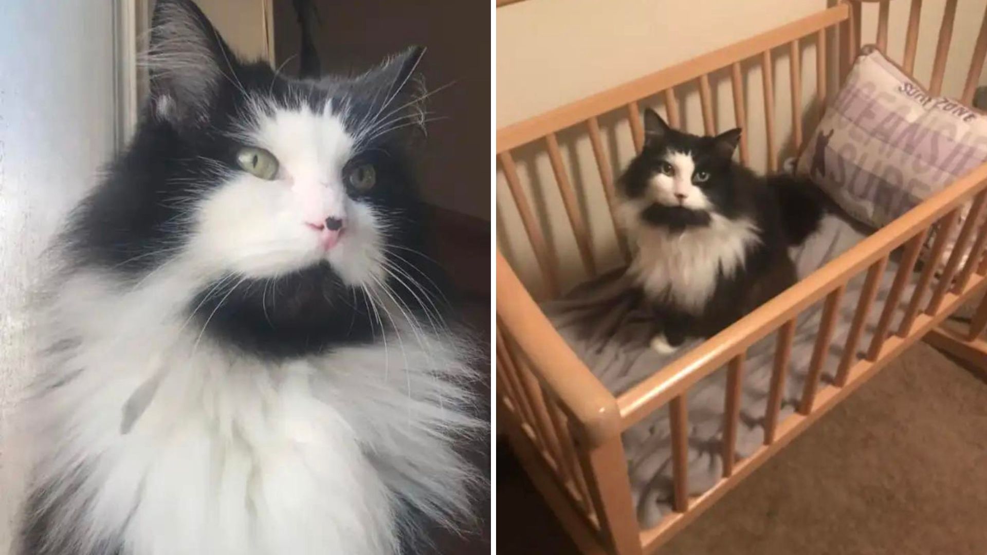Family Looking To Adopt A Cat At Washington Shelter Stunned To See A Face They Know Too Well
