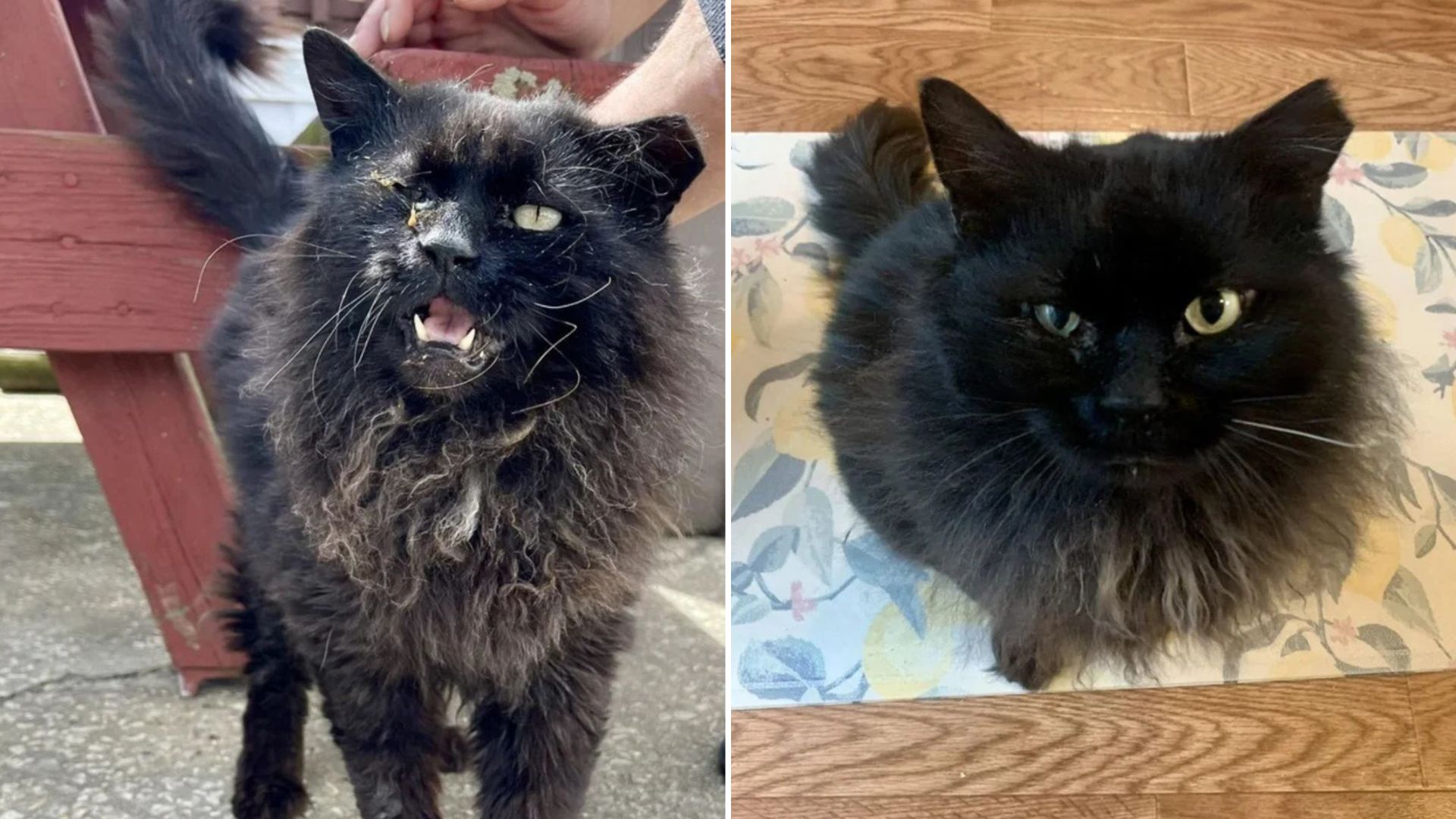 abandoned black cat