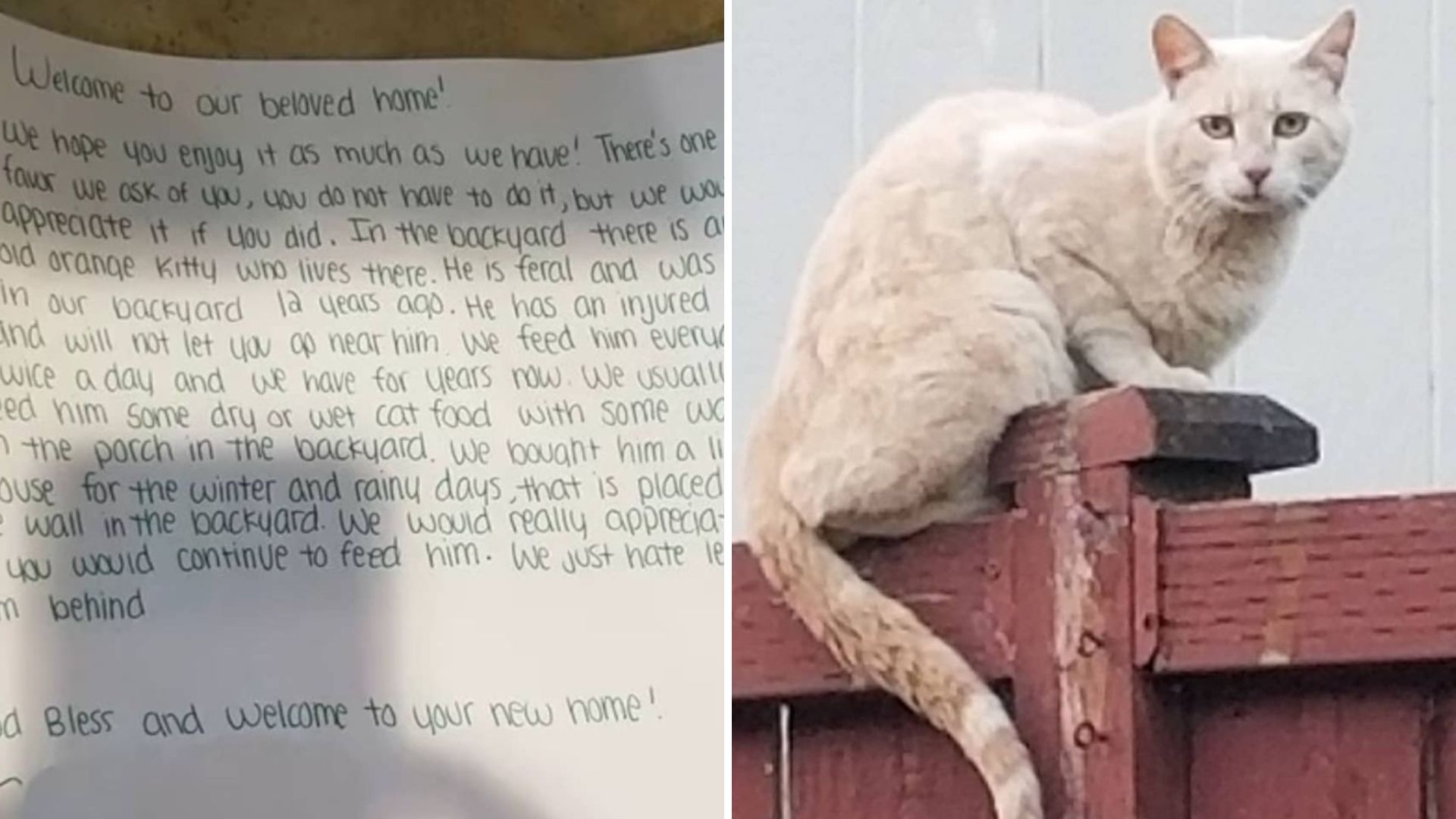 photo of a cat