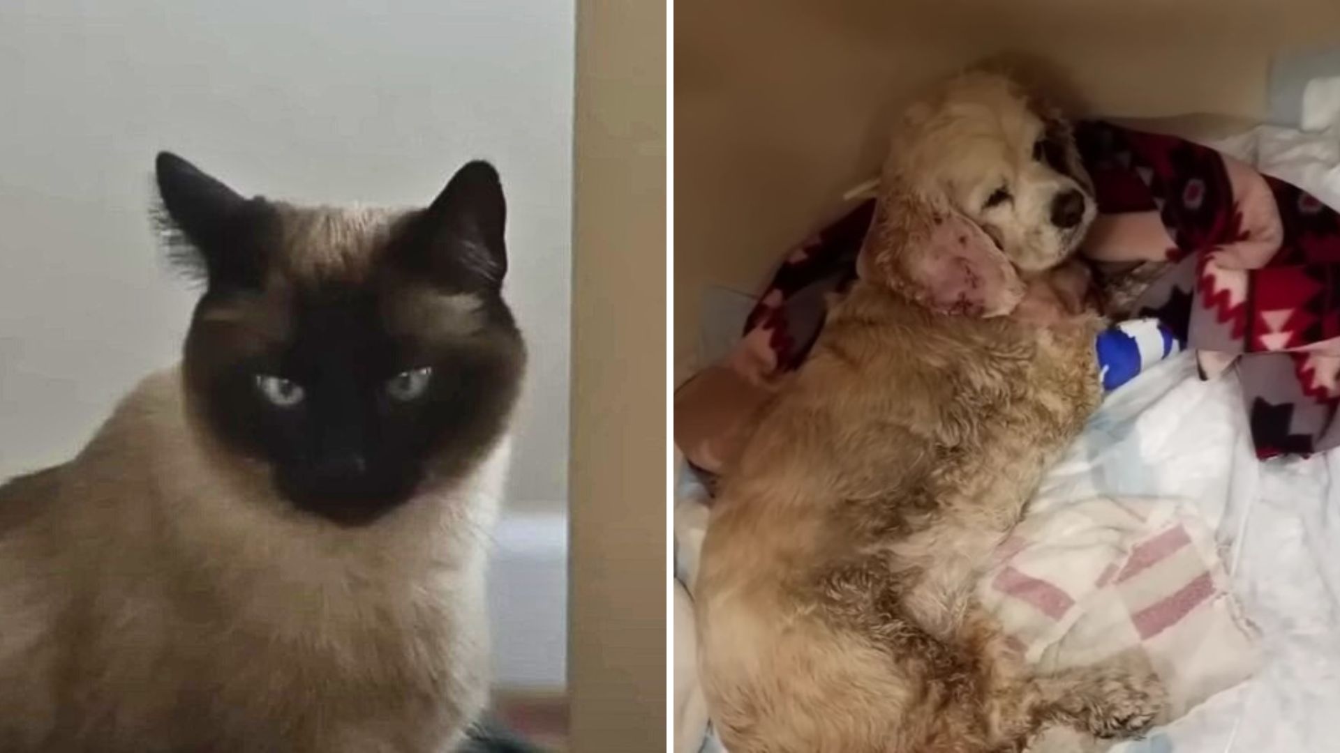Fearless Siamese Cat In Idaho Risks Everything To Save Dog From Life-Threatening Danger