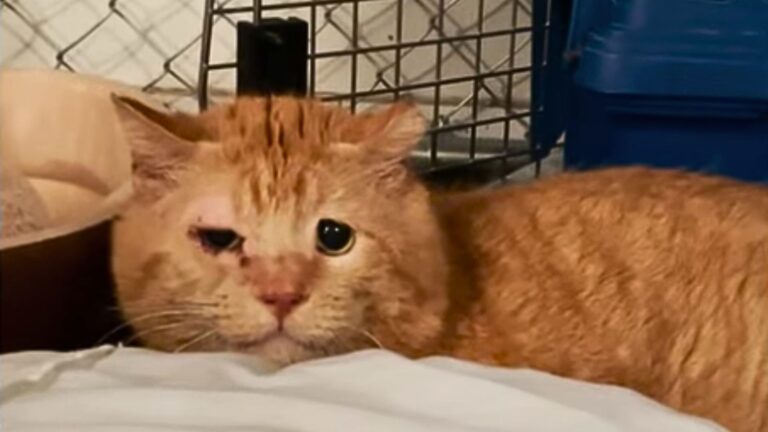 feral cat