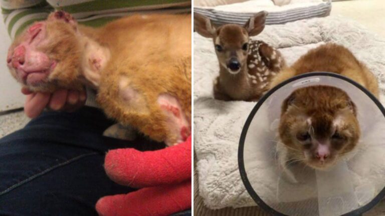 Fire Survivor Cat Becomes Heroic Caregiver At North Carolina Pet Hospital