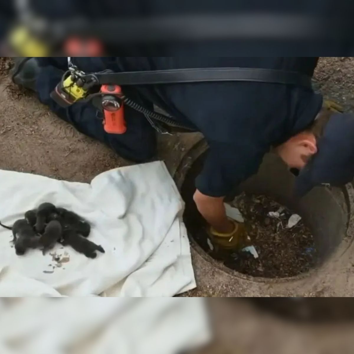 Firefighter rescues little kittens from a manhole