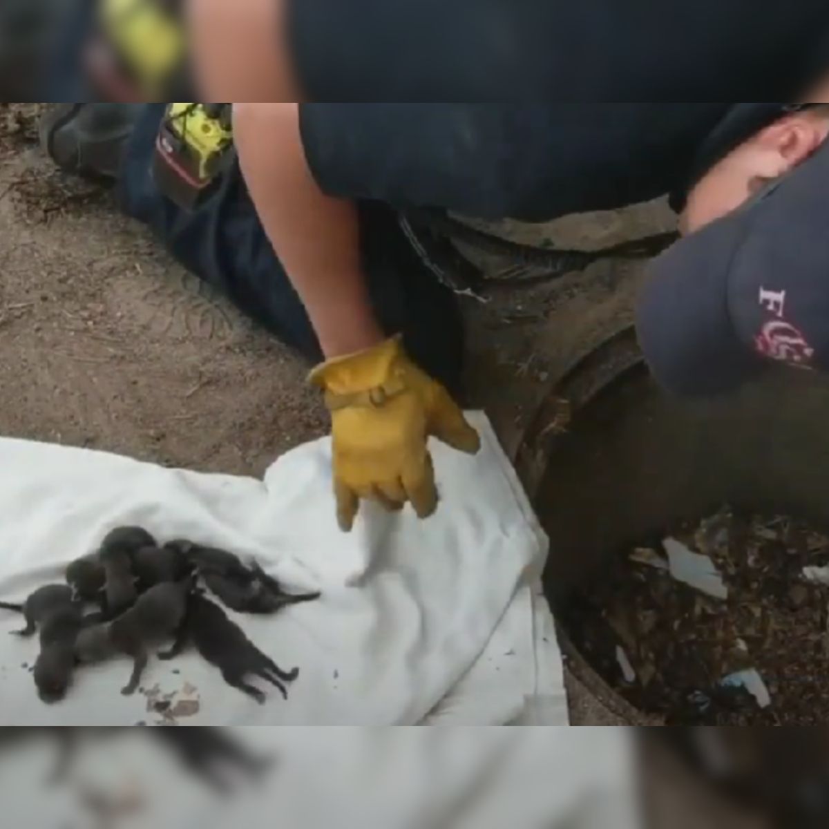 Firefighter rescues little kittens