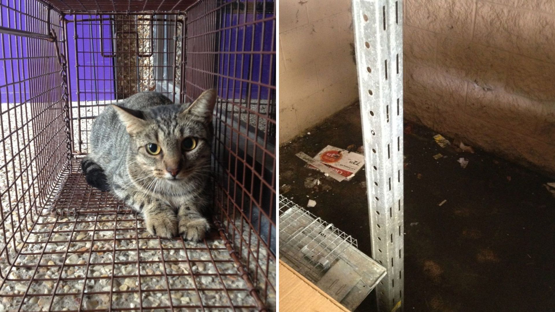 Florida Cat And Her Newborns Found Lying In Puddle At Walmart Get A Second Chance At Life