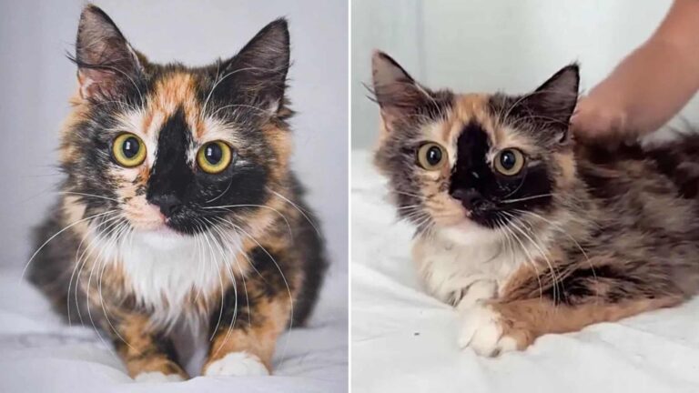 Florida Couple Adopts A Stray Kitty But What They Discover Next Is Truly Unbelievable
