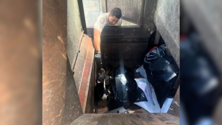 dog stuck in trash compactor