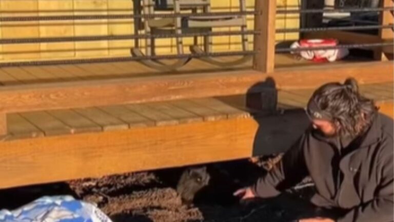 couple discovers cat under cabin