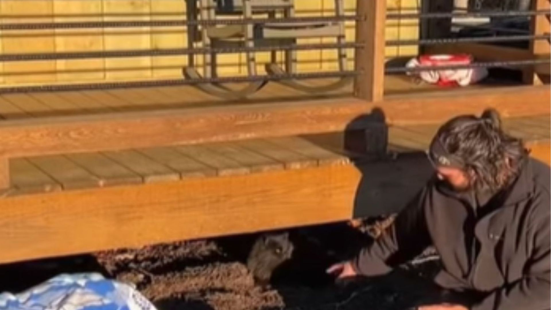 couple discovers cat under cabin