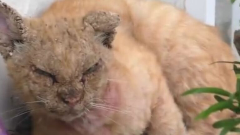 cat in pain
